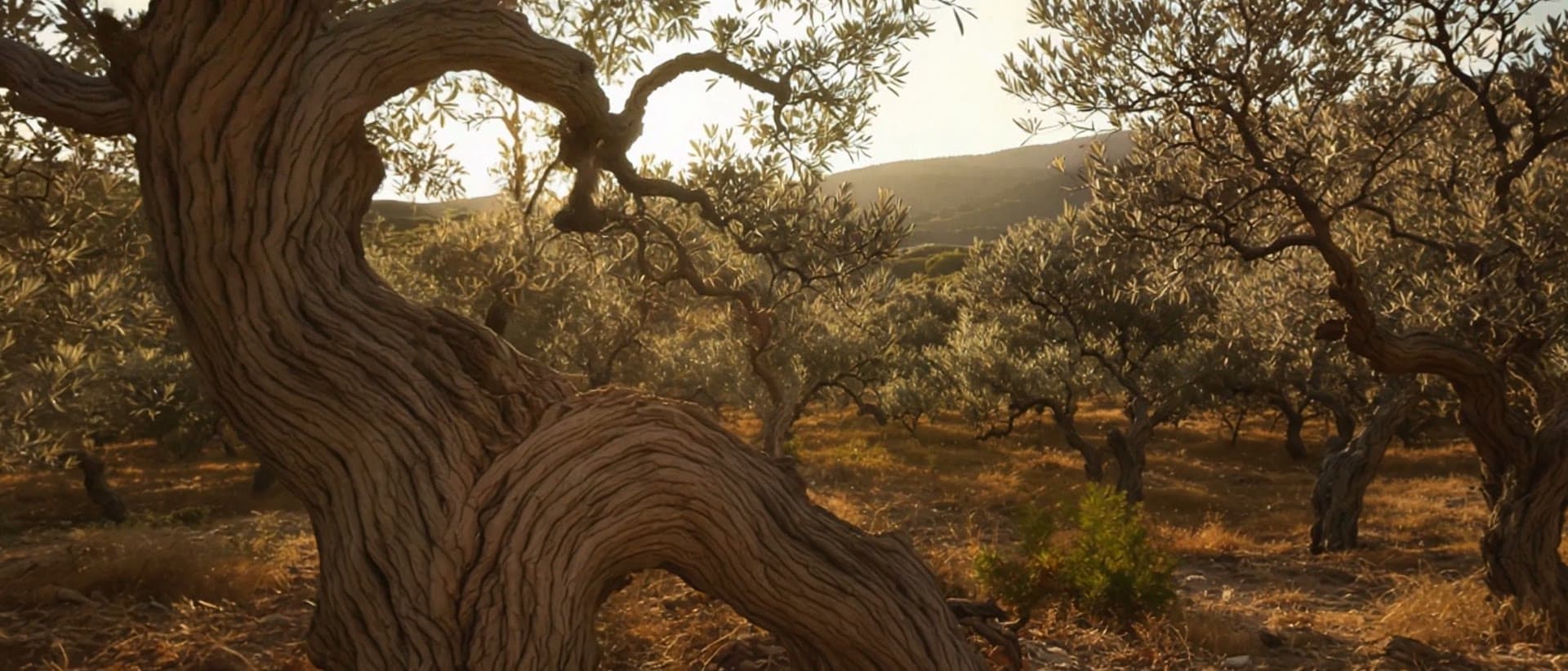 The Anointed Tree: The Olive, the Oil Press, and the Light of Gethsemane