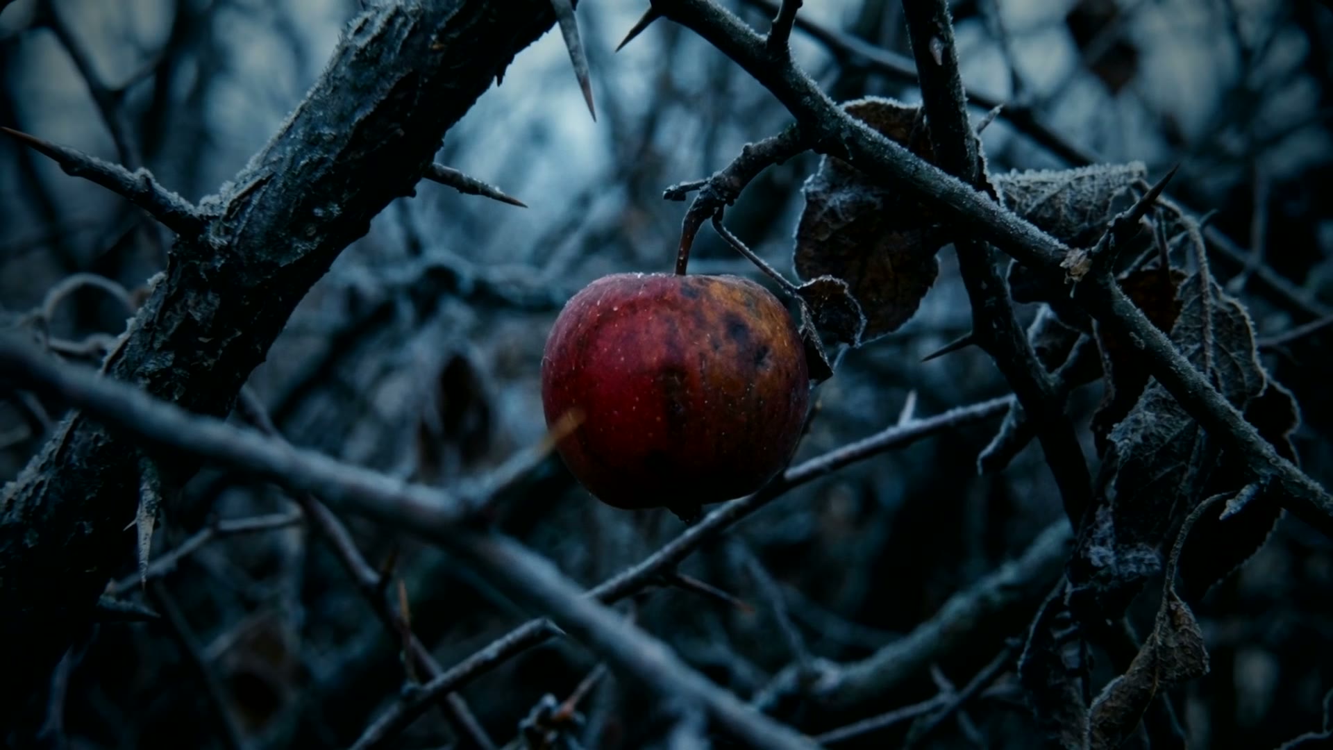 The Forbidden Fruit Redeemed