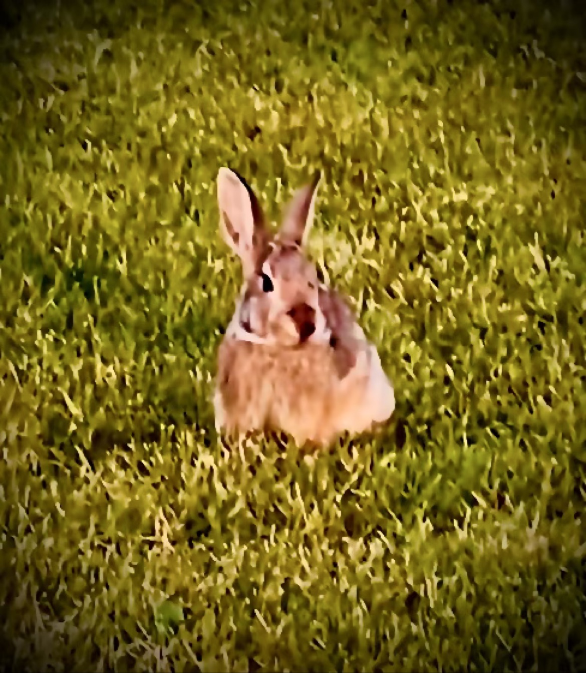The Rabbit