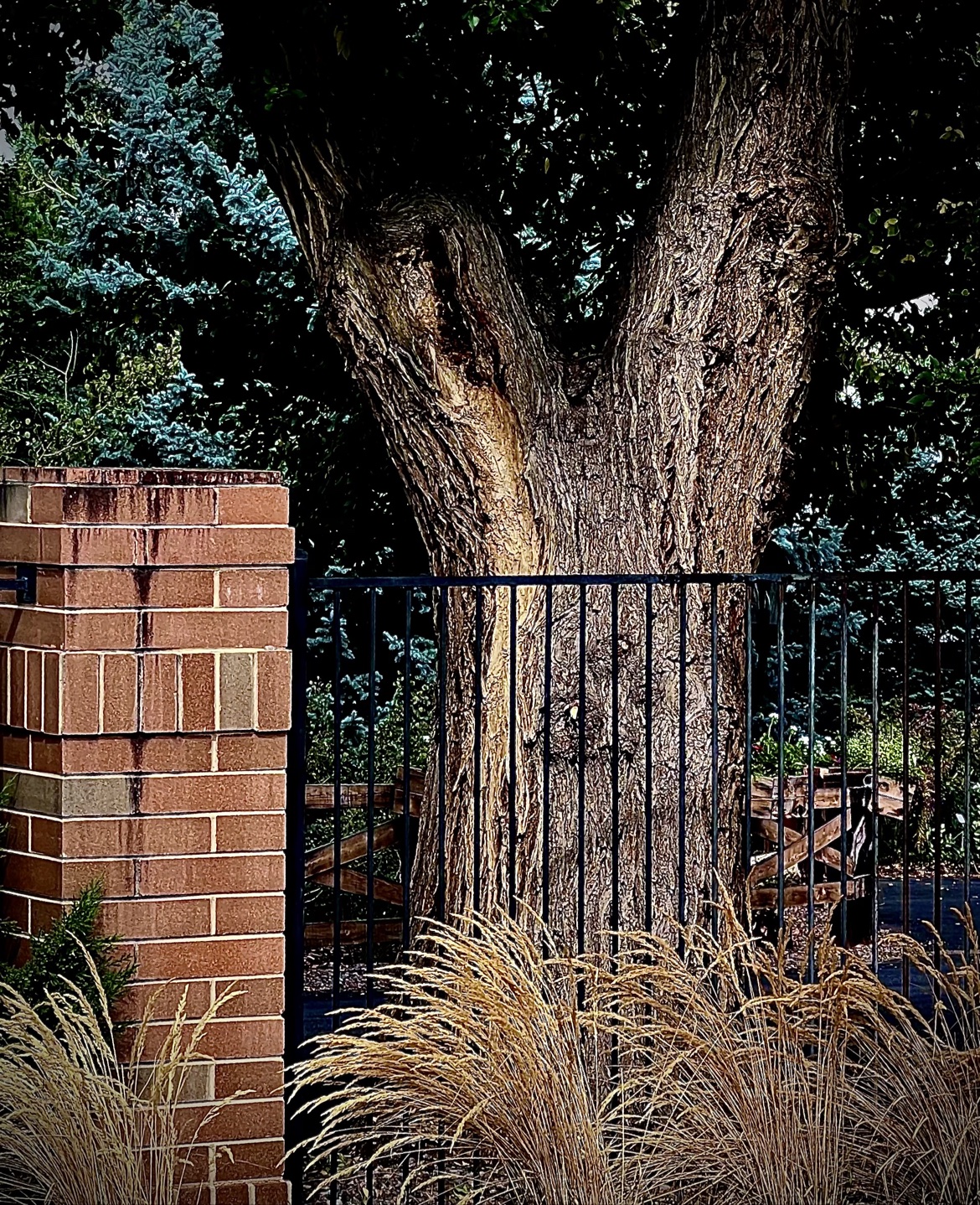 The Old Tree