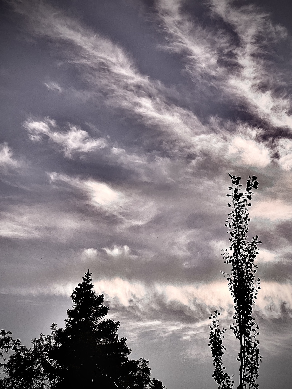 Tree Silhouettes