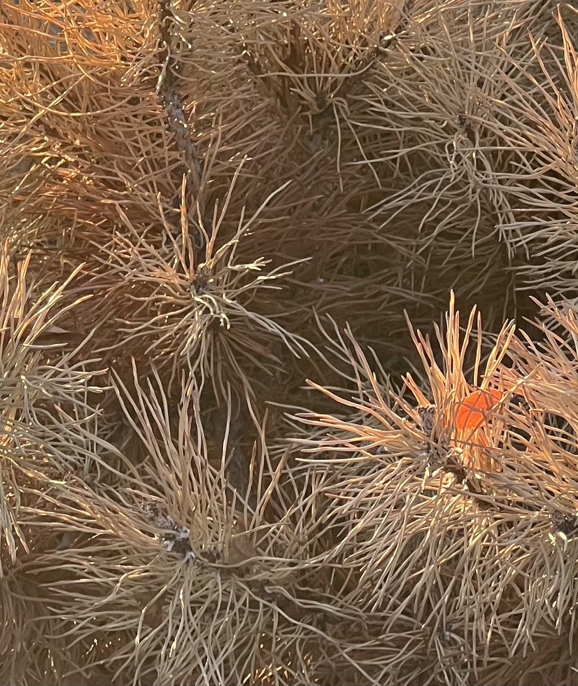 Golden Pine