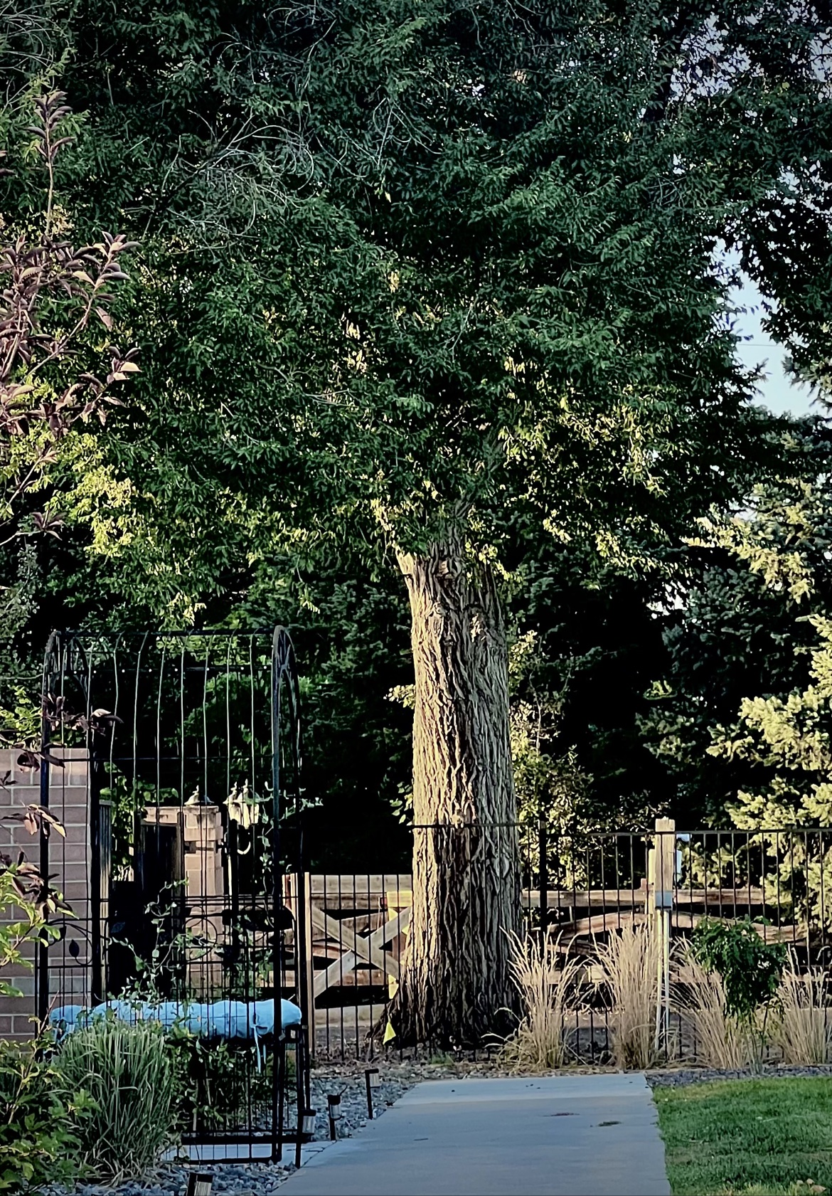 The Gate and the Tree